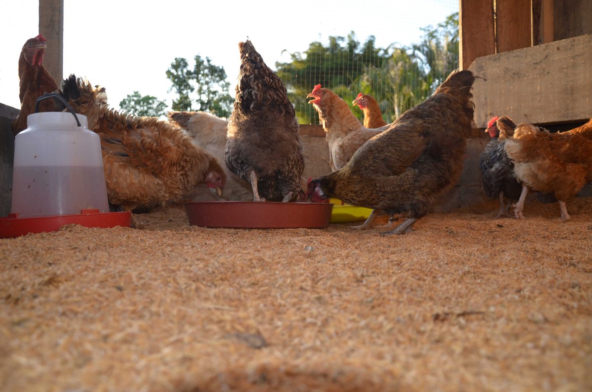Gallinas ponedoras en el patio de una casa