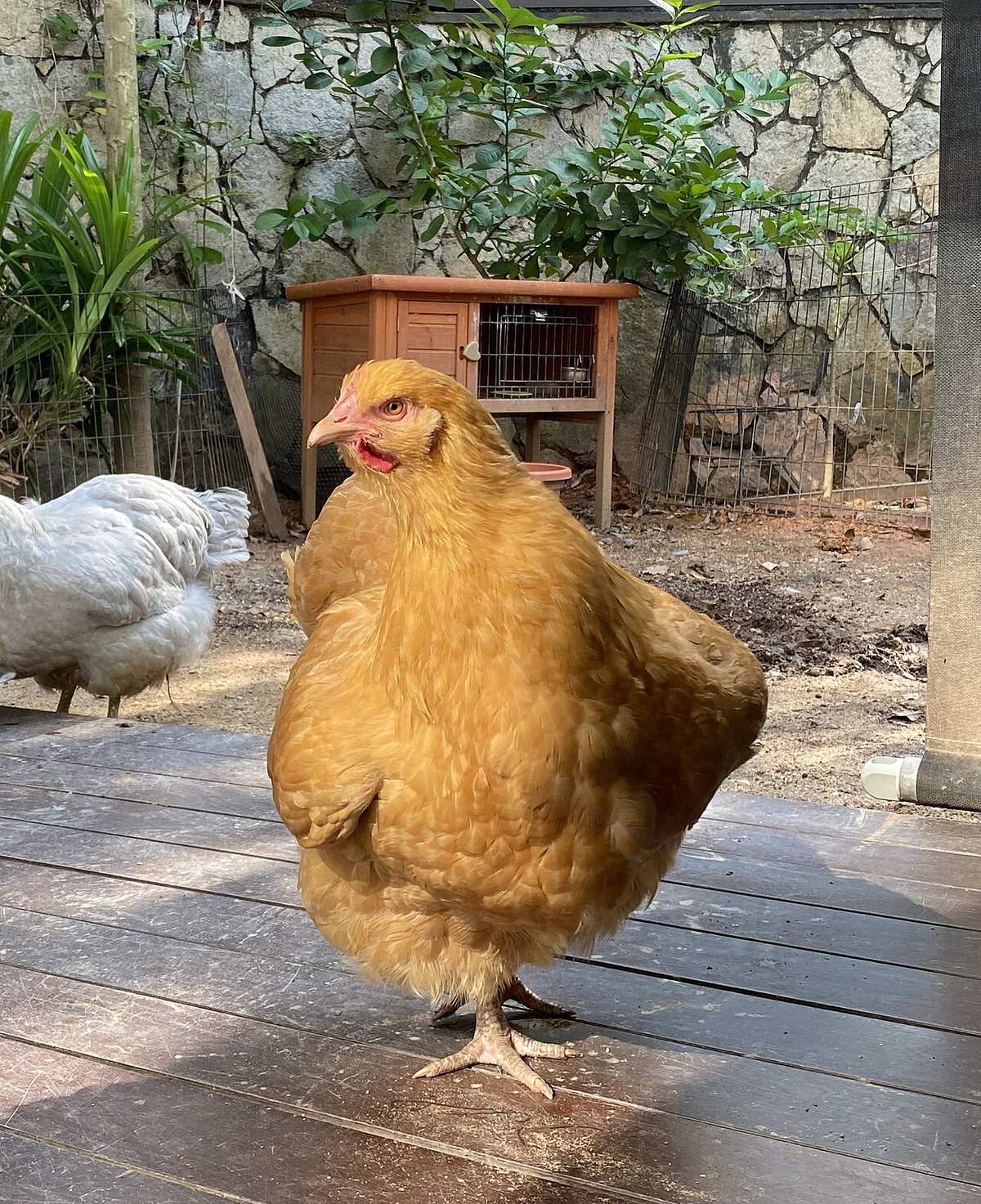 Gallina ponedora de raza Orpington de plumaje leonado en un patio