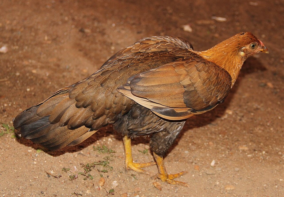 Gallina ponedora sana vista de cerca